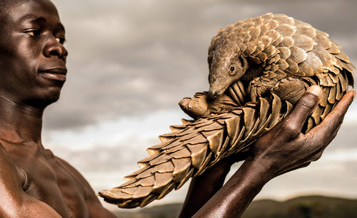 Patrick Jnr’s Pangolin Collection, in collaboration with the photographs by Adrian Stern, raises incredible awareness on a global scale for the plight of the world’s most trafficked mammals.