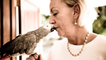 Lance Corporal Hartley Chimsoro, the African Grey Parrot, survives a hawk attack and is immediately promoted to Captain, and gets lots of kisses from Catja.