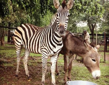 On Boxing Day, a zebra from the farm follows the donkeys into the stable block and we name him Boxer. He much prefers the comforts of a stable, horse food and being groomed. We like his style…